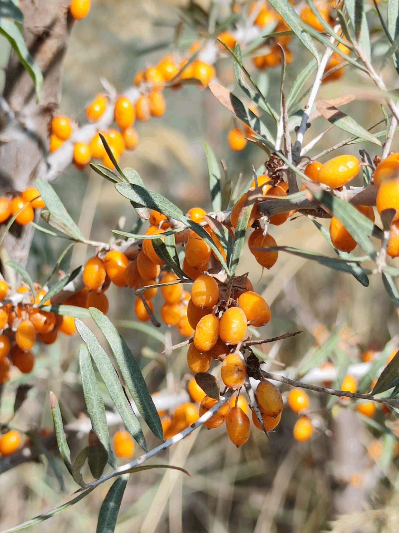沙棘.png